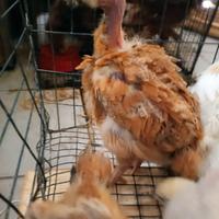 Pulcini tacchini galline