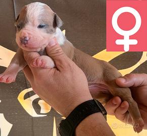 American Pitbull Terrier