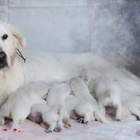 ? cuccioli di golden retriever