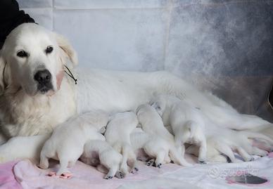 ? cuccioli di golden retriever