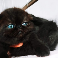 Exotic shorthair