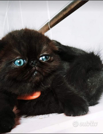 Exotic shorthair