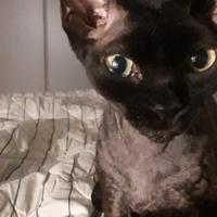 Devon rex