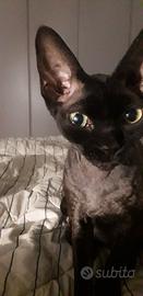 Devon rex