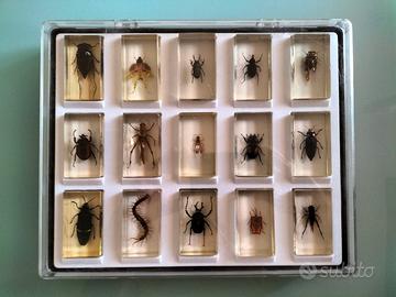 insetti in resina 