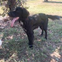 CHOCO cucciolo setter nero 10 mesi