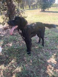 CHOCO cucciolo setter nero 10 mesi