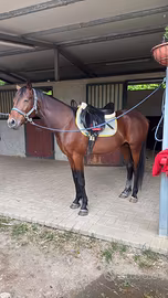 Cavallo intero