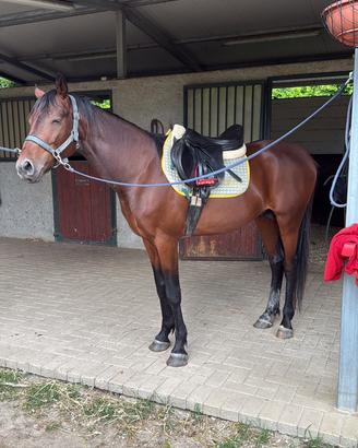Cavallo intero