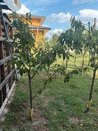 Alberi di ciliegio
