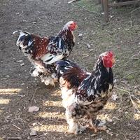 Galli razza Brahma millefiori