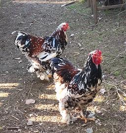 Galli razza Brahma millefiori