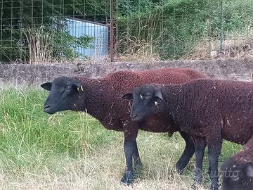 agnello 5 mesi 35 kg