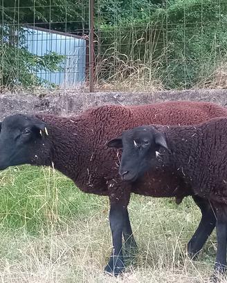 agnello 5 mesi 35 kg