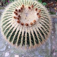 cuscino della suocera 