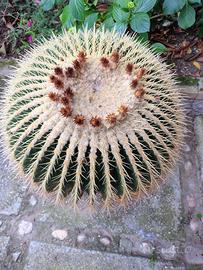 cuscino della suocera 