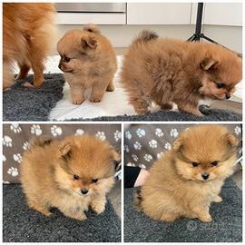 Cuccioli spitz pomerania M e F