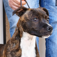 Staffordshire bull terrier maschio cucciolo