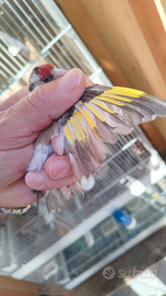 Cardellino bruno alabastro portattore di agata