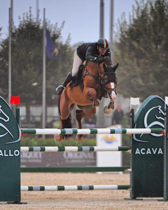 Cavallo cavalli salto ostacoli