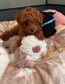 Cucciolo Barboncino Toy