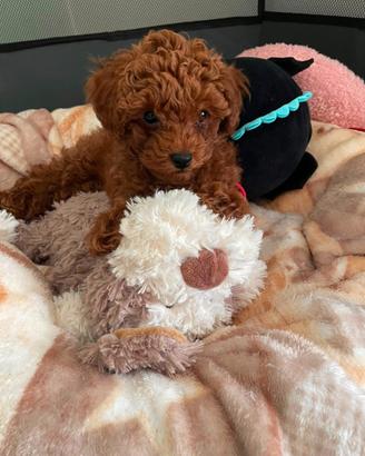 Cucciolo Barboncino Toy
