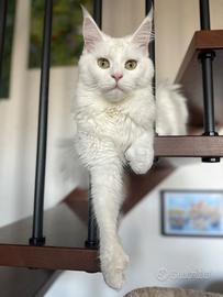 Maine Coon per accoppiamento
