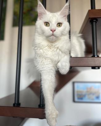 Maine Coon per accoppiamento