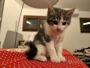 Gattino 2 mesi c.e.r.c.a casa