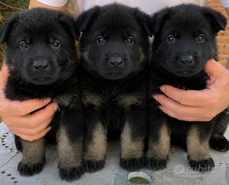 Cuccioli di pastore tedesco