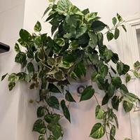 Rampicante finto con ceramica