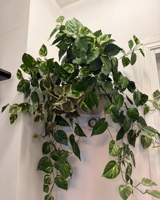 Rampicante finto con ceramica