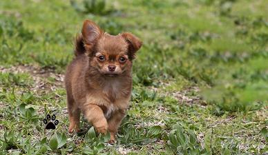 Cucciolo di chihuahua pelo lungo