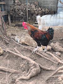 Marans 