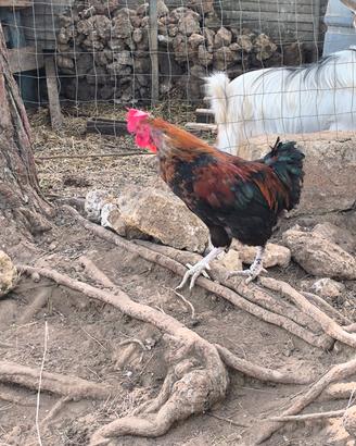 Marans 