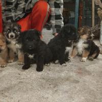 Cuccioli di pastore tedesco