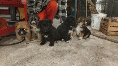 Cuccioli di pastore tedesco