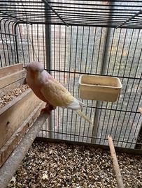 Pappagalli parrocchetti di bourke rosa