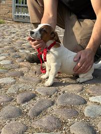 Cucciotti jack Russell