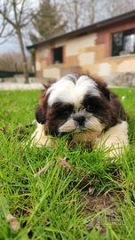 Cucciolo maschio di shihtzu con pedigree ENCI