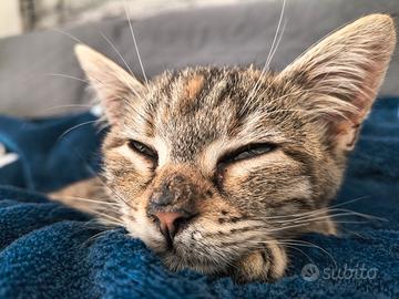 Gattina di tre mesi
