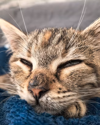 Gattina di tre mesi