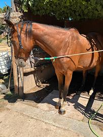 Cavallo