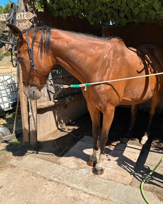 Cavallo