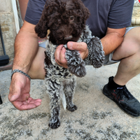 Ultima cucciola di Lagotto Romagnolo