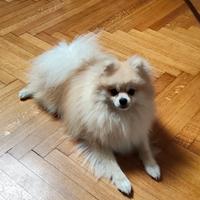 Volpino Pomerania maschio per monta