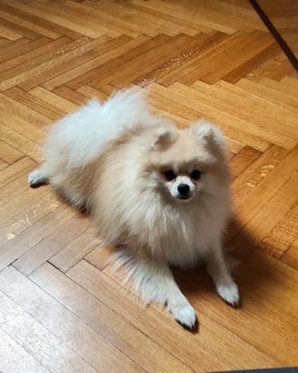 Volpino Pomerania maschio per monta