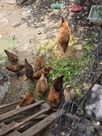 Galline e pulcini