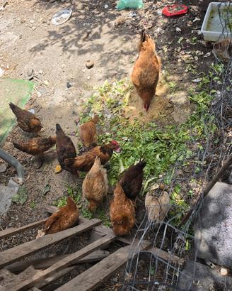 Galline e pulcini
