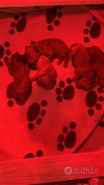 Cuccioli barboncino toy red